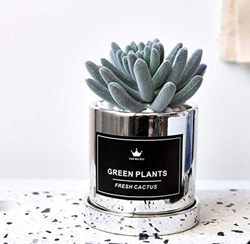 Preisvergleich Produktbild AWSW Künstliche Bonsai Nordisch Leichter Luxus Golden Silber Sukkulenten Gefälschte grüne Topfpflanzen Kreative Bonsai-Tischplattendekoration Hauptdekoration