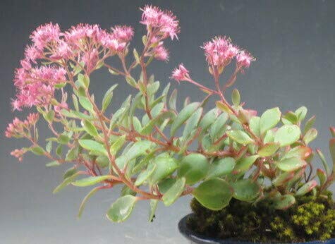 Amazon｜秋の山野草 日高ミセバヤの鉢植え 2024秋開花予定｜観葉植物