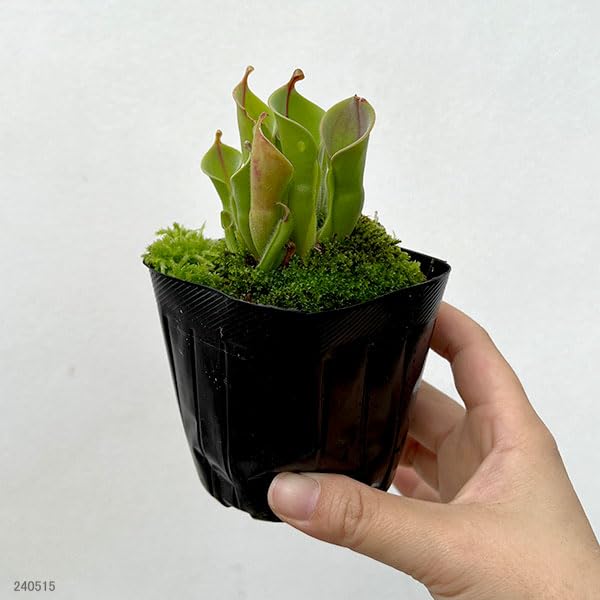 Amazon｜[観葉植物フェア]ヘリアンフォラ 3号ポット[食虫植物