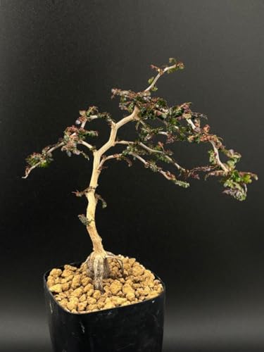 パキプス オペルクリカリア」の人気商品一覧 | 安い商品を通販サイト