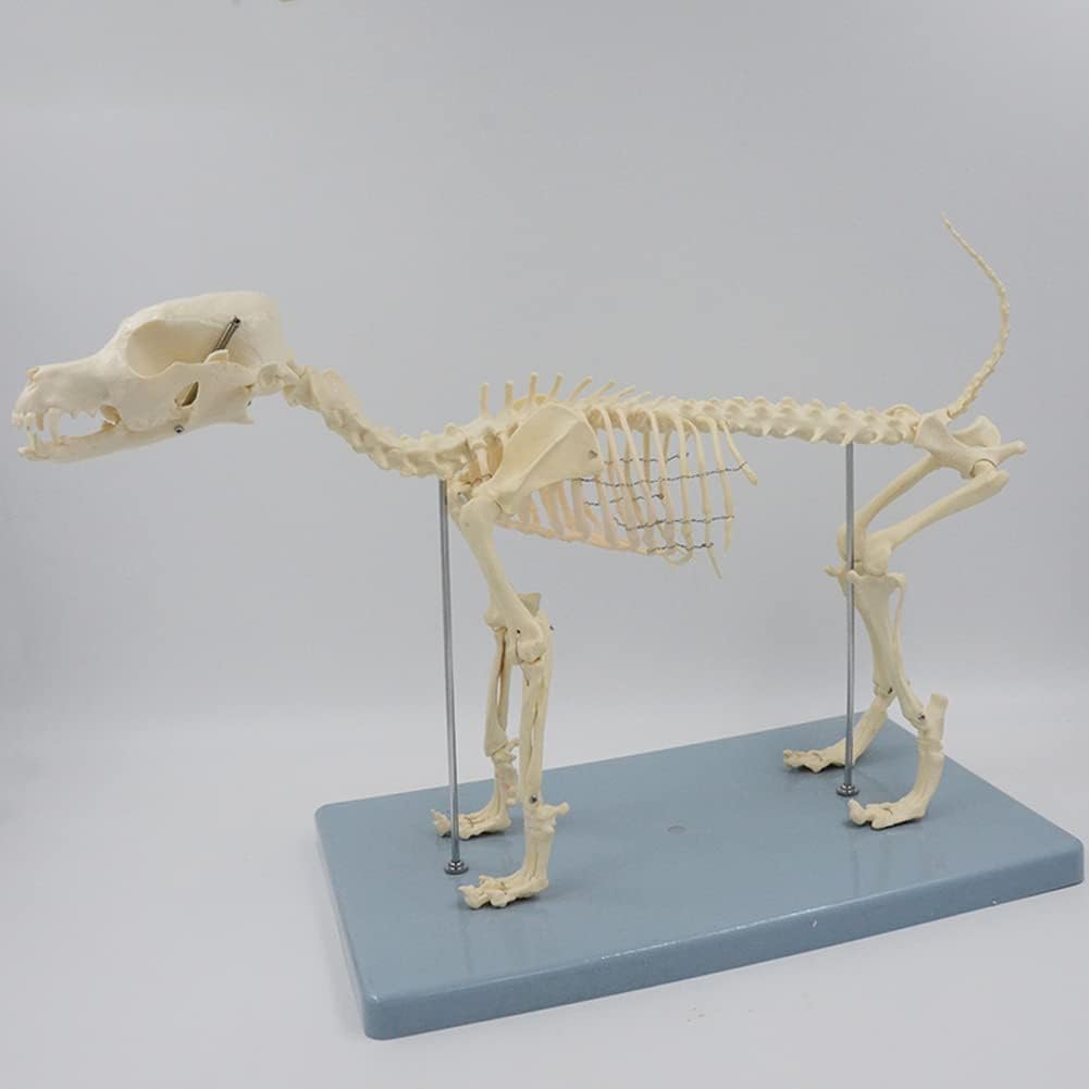 犬の骨格モデル犬の骨格の解剖学の頭蓋骨背骨骨盤腰椎膝解剖学的動物モデル教育機器教育 超定番