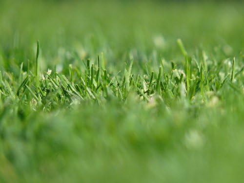 Bloom Grass Seed K-43037
