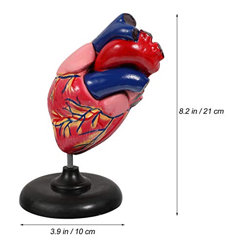 VILLCASE Modelo de Coração Humano Anatomicamente Preciso Modelo Médico de Coração Numerado para Sala