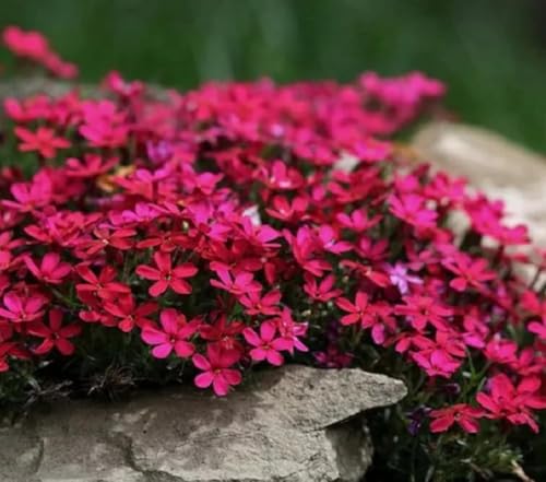 Kit de Plantas de Tomillo Rastrero Rojo，1000 Piezas/Bolsa，Herramienta de jardinería para jardín，Cobertura vegetal perenne, fácil de cultivar.