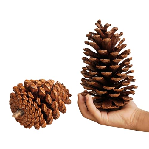 Natural Large Pine Cones for Crafts 3.5 to 47 Tall Pine Cones Christmas Craft Hand Made Arts Decorations Indoor Outdoor Crafting Wreath Decoration Table Home Desk Pinecones Ornament Decor