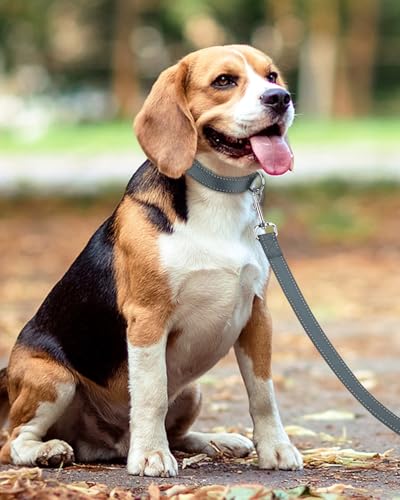 Taglory Hundeleine Mittelgroße Große Hunde Leicht | Doppelseitig Reflektierend | Gepolsterter Griff | Unterstützung 10 bis 75 kg | 1.8m x 2.5cm | Grau