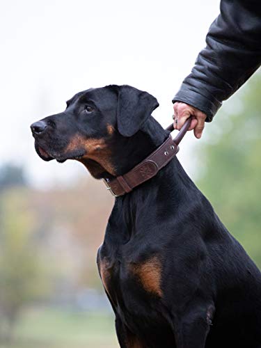 Jack & Russell Premium Leder Hunde Halsband mit Haltegriff - Leder Hundehalsband mit Ledergriff - Echtleder Halsband mit Griff - stabiles Büffelleder Jack (L)