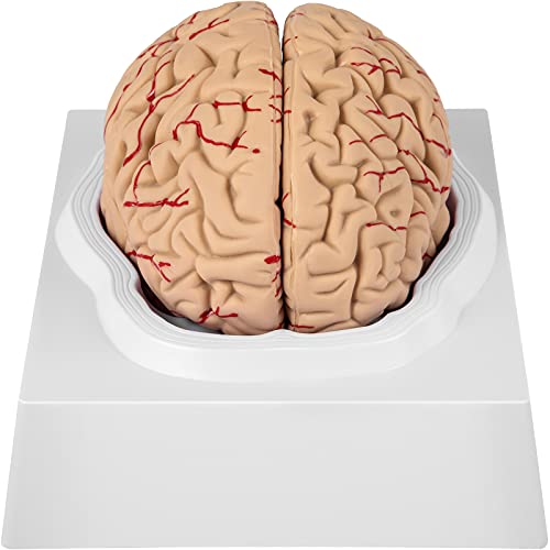 Best Brain Models Top Picks For Studying Brain Function
