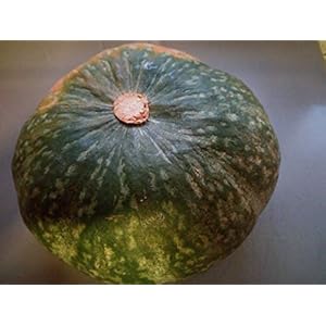 SEMI ZUCCA DELICA