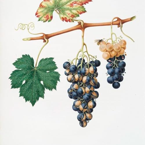 BO #123 : back to 60's - psyché, pop et yéyé