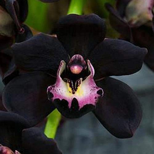 100 Piezas De Semillas De Orquídeas Negras Cymbidium Flower Plant Home Office Garden Bonsai Decor, Hermosas Semillas De Plantas Semillas de Orquídea Negra Cover