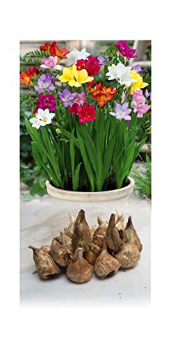 GARTHWAITE NURSERIESÂ® : - 50 Single Freesia Bulbs Mixed C