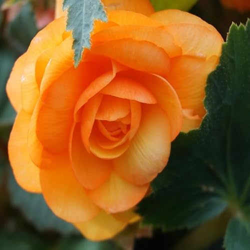 100pieces Orange Begonia Flower Seeds