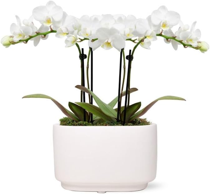 From You Flowers - White Sands Mini Orchid for Birthday, Anniversary, Get Well or Celebration