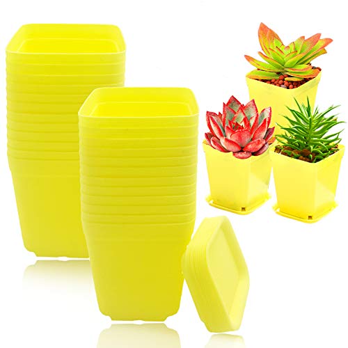 24 Stück 7,6 cm Kunststoff Anzuchttöpfe Sukkulenten quadratischer Pflanztopf mit Untertassen für Zimmer, Büro, Garten, Balkon Dekor (gelb) Cover