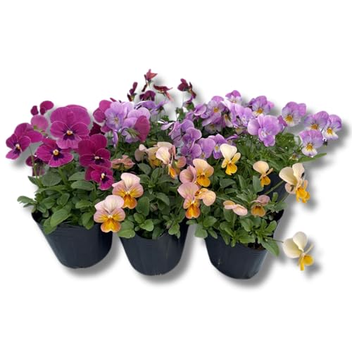 季節の花苗セット パンジー ビオラ 9鉢 ガーデニング 園芸 寄せ植え 花 苗 (ピンク)のサムネイル
