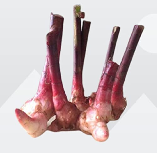 Costus Igneus Rhizome | Insulin Plant Rhizome | 100% Natural remedy for Diabetes Control (Pack of 5)