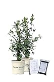 Confederate Jasmine - 1 Gallon - Includes Planting kit (1 Gallon (2-Pack))