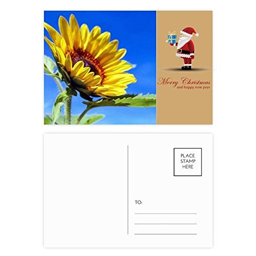 Cartes postales fleurs de Père Noël bleu ciel Sunflowers lot de 20 pièces pour correspondance