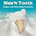 Amazing Gemstone Real Dinosaur Animal Shark Teeth Fossil 5 Pieces Set - Great White Fossil Collection for Kids Education for DIY Crafts - Shark Teeth Bulk Set