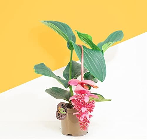1 x Medinilla Magnifica Live Plant in 14cm Pot Exotic Rose Grape Showy Pink Lantern Flower Malaysian Orchid Philippine Orchid Indoor Tropical House Plant