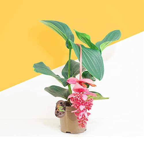 1 x Medinilla Magnifica Live Plant in 14cm Pot Exotic Rose Grape Showy Pink Lantern Flower Malaysian Orchid Philippine Orchid Indoor Tropical House Plant