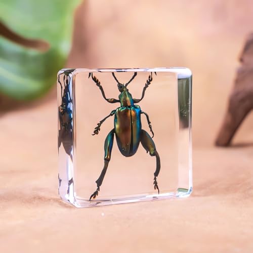 Image of Bulk 20pcs Taxidermy Insects, Bug Specimens in Resin Preserved, Science Educational Classroom Specimens, Clear Acrylic Sealed for Closer-Look & Study, Unique Amazing Great Gift (1.5x1.5x0.55-inch)