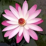 Texas Shell Pink Live Annual Water Lily Perfect Pond Plant Pre Grown Bare Root Waterlily Outdoor Koi Pond or Container Ponds Lillies pregrown Lilly pad