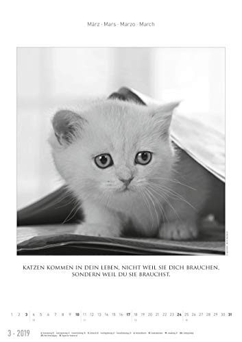 Der große poetische Katzenkalender 2019