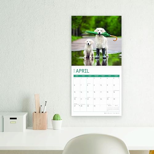 Calendário mensal de parede Golden Retrievers 2025 da Bright Day, presente de raça de cachorro fofo