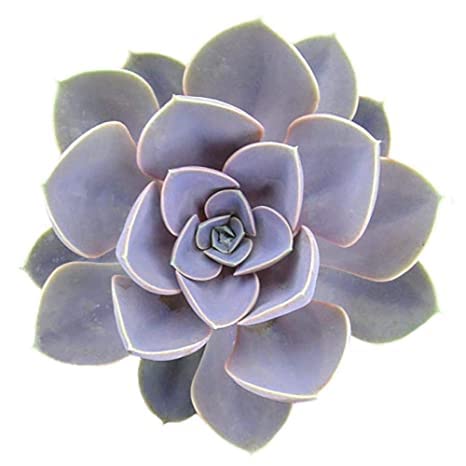 Senecio Rowleyanus, Plante Collier De Perle : Plantation, Culture, Entretien