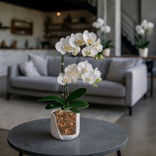 Orchideenerde Seramis Spezial-Substrat für Orchideen 2,5 l