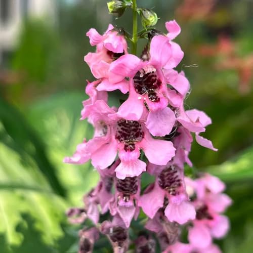 Semi di Angelonia - semi di Angelonia angustifolia - da giardino roccioso resistenti di campo, semi di campo decorativi 50pcs