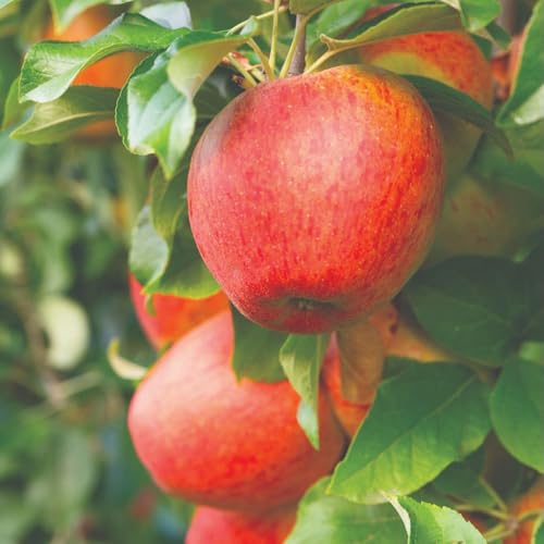 Apple Braeburn M9 Low Stem Fruit Tree - Fruiting Apple Tree in 24cm Pot, UK Grown, Easy to Grow, Stores for 4 Months, Crops Early, October Harvest, Pollination Group 4 - Thompson & Morgan