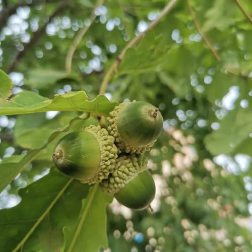 comprar semillas de roble - roble - plantas de balcón, árbol bonsái árbol de roble semillas de árboles, semillas de bonsái de interior plantas balcon, decoracion sala plantas de hoja 20pcs