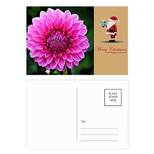 Cartes postales roses Père Noël pour partager la magie avec vos proches