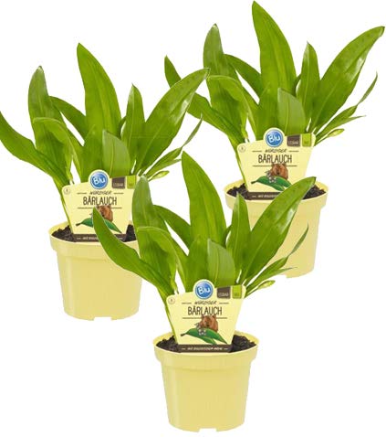 Bio Bärlauch (Allium ursinum) Kräuter Pflanzen aus nachhaltigem Anbau (3 Pflanzen je im 12cm Topf)
