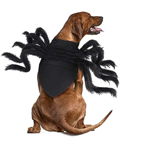 Top 10 Best Dog Spider Costume Top Picks 2023 Reviews
