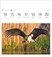 Heimische Vögel Postkartenkalender 2025 - Wochenkalender mit 53 Postkarten: Wochenkalender im Postkarten-Format mit Vogelporträts. Tischkalender mit ... neuen Postkarten zum Sammeln und Verschicken