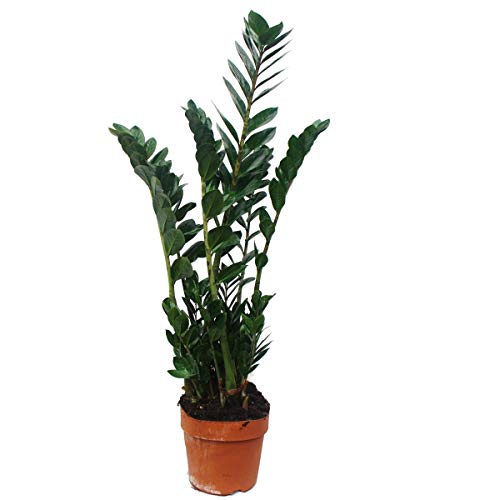 Preisvergleich Produktbild Exotenherz - Zamioculcas zamiifolia, Glücksfeder 17cm Topf