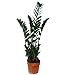 Produktbild Exotenherz - Zamioculcas zamiifolia, Glücksfeder 17cm Topf