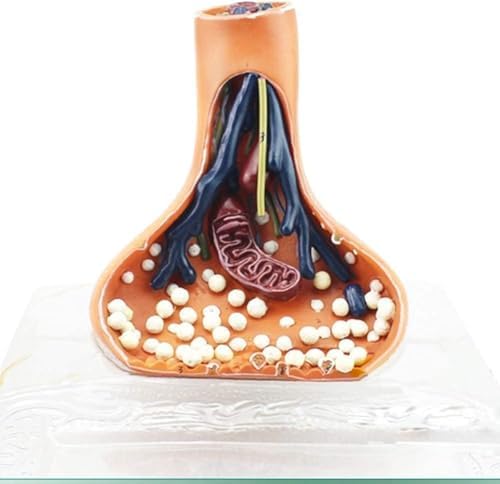 Teaching Model, Human Nerve Synapse Model, Learning Props Human Nerve Synapse Model, 9 Digital Sign Nerve Ending Synaptic Knob Model for Medical Students Eco-Friendly Display