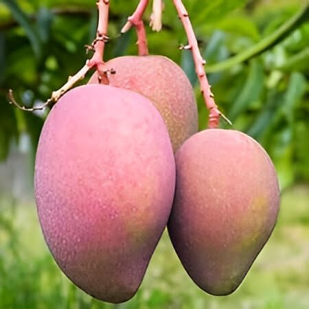 Image of Sweet Tasty Delicious ''Pusa Arunika Mango'' Live Plant || For Home Garden Plant || Fresh Most Expensive Variety || Grafted Live Plant ||