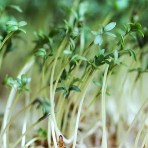 Cress Seeds - 2000 Fresh Seeds for Kids Cover