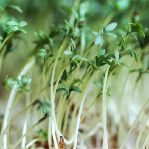Cress Seeds 2000 Fresh Seeds Plain Common Garden Cress - Ideal for Kids to Plant and Grow Your Own Ideal for Windowsill Garden Pots or Containers Packed in The UK by Meldon Seeds