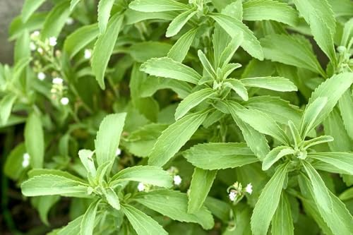 Image of Live Stevia Plant Seeds,Natural Sugar-Free Sweetener Herb, Easy-to-Grow Medicinal Plant for Home Garden, 1 Pack