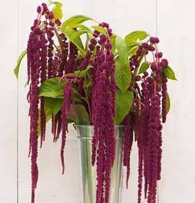 Flower Amaranth Love Lies Bleeding FBA-00030 (Púrpura) 100 semillas de reliquia sin OMG