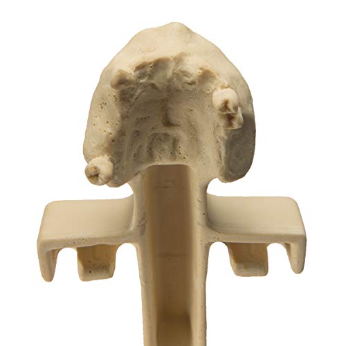 Image of W99981 Maxilla,Grade: 1 to 1, 0.75 inch Height, 4.12 inch Wide, 9 inch Length