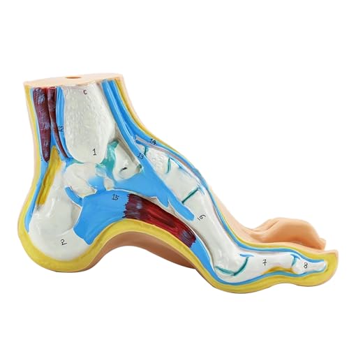 Modello anatomico del piede normale/piatto/alto Arcuato anatomico dell'articolazione della caviglia