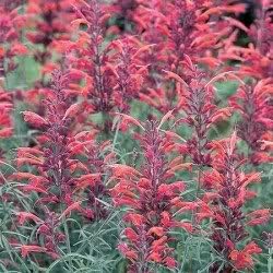 Miniatura 4 de 30 AGASTACHE Mix Agastache Aurantiaca Semillas de Flores